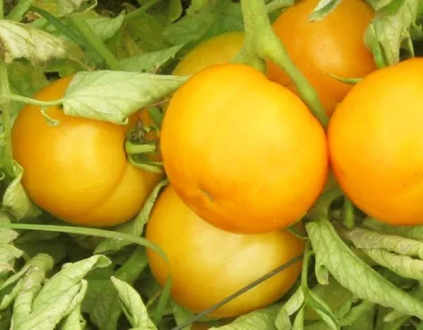 خرید و قیمت رب گوجه فرنگی زرد