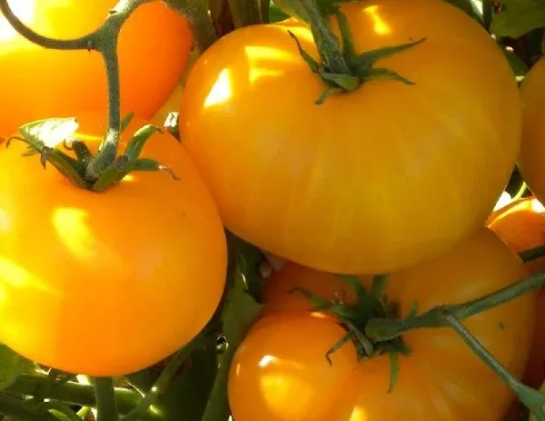 خرید و قیمت رب گوجه فرنگی زرد